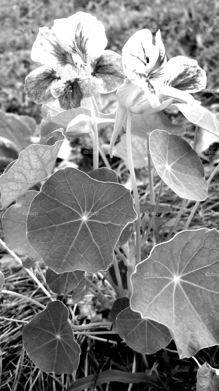 Nasturtiums. Flower