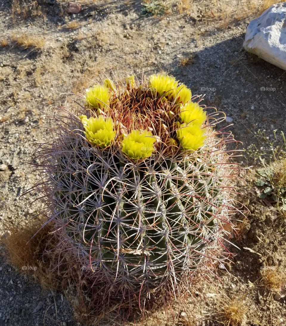 Barrel Cactus in bloom