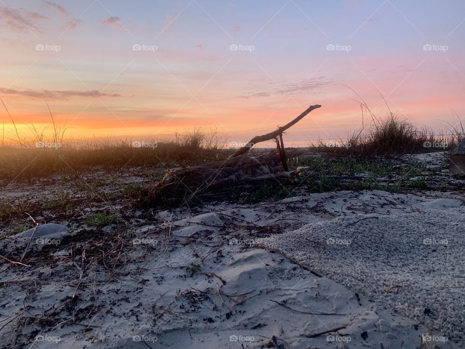 Beach Driftwood