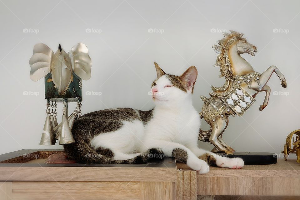 Posing like Cat statue 🤣
