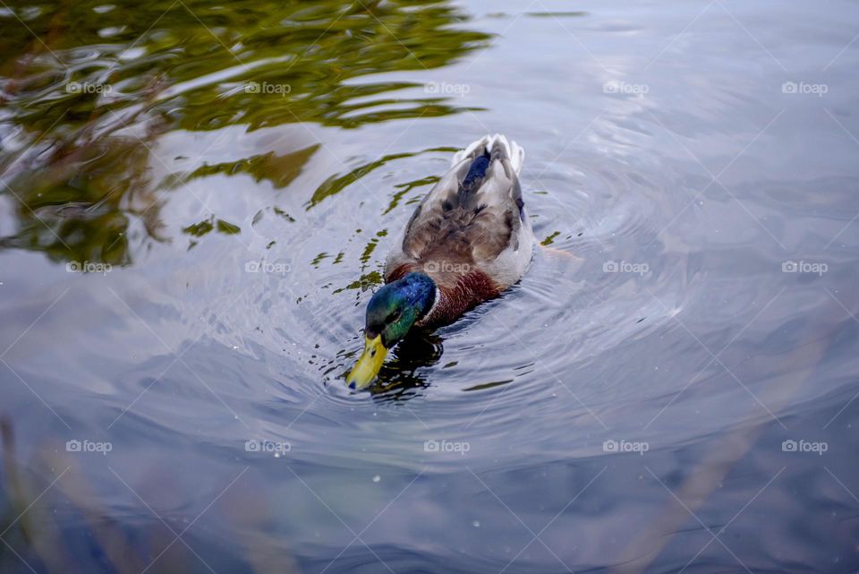 A beautiful bright drake swims in the lake. Landscape of wild nature.