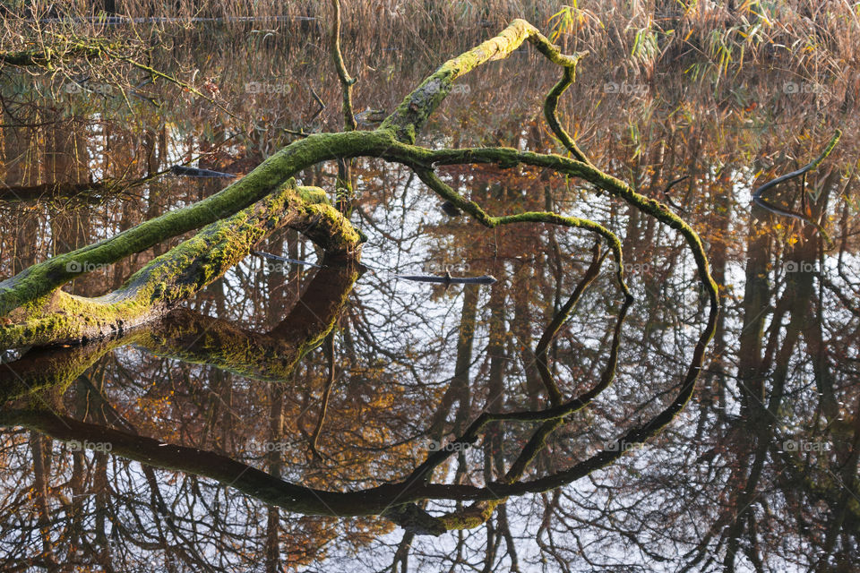 Reflection