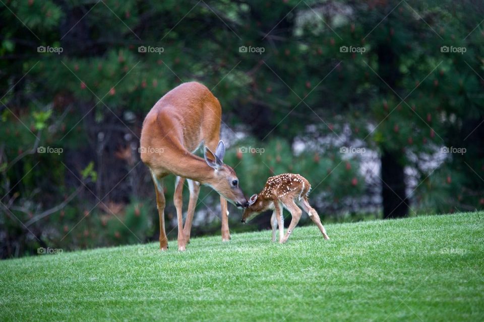 Mother deer and baby