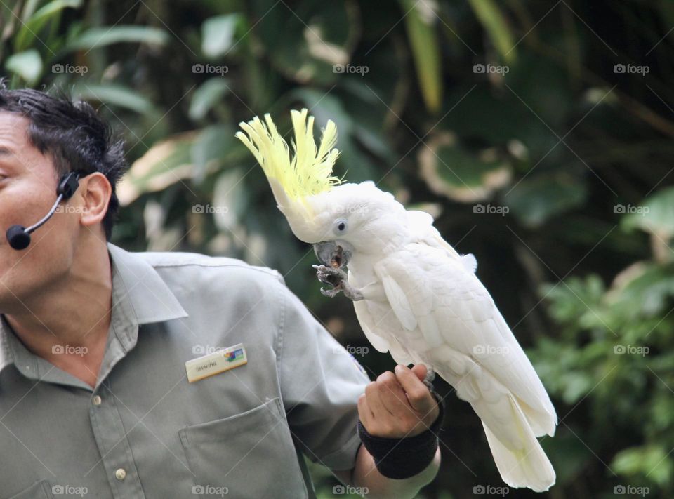 White parrot