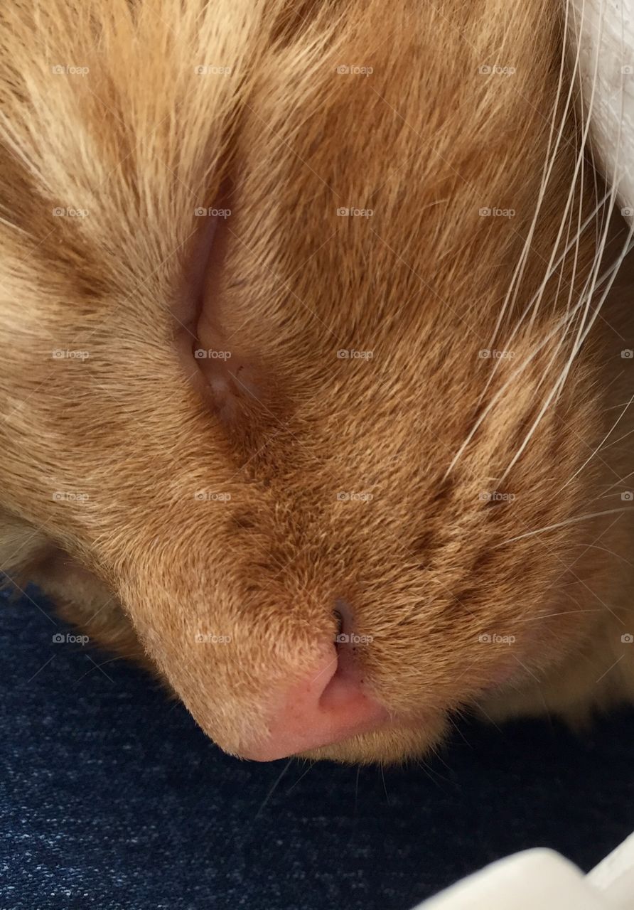 Kitten face. Pink nose. White whiskers. Orange stripes. Soft fur. Soundly sleeping.