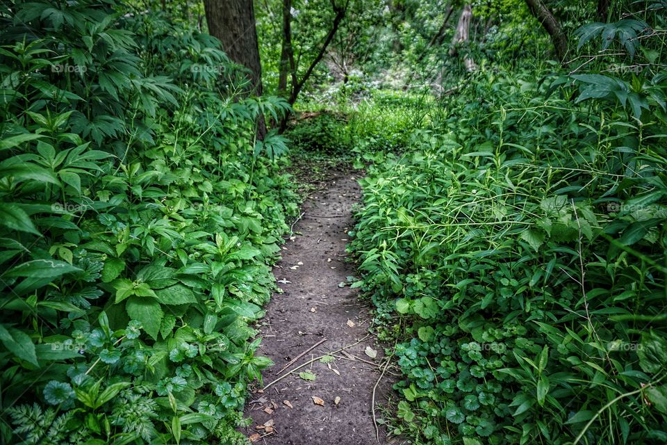 Empty footpath in forest