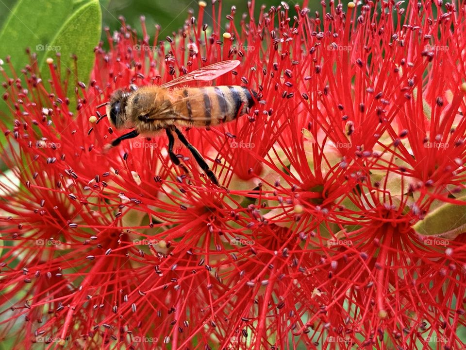 
A closeup of a bee frolicking through a red Bottle Brush flower to gather pollen. The Bottle Brush  with its graceful, drooping branches ending in flowers with cheerful, bright red stamens, form in tufted clusters that resemble a round brush. 