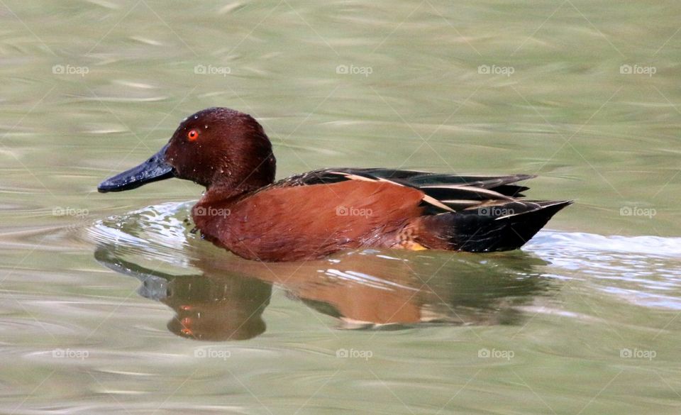 Cinnamon Teal Duck in Water