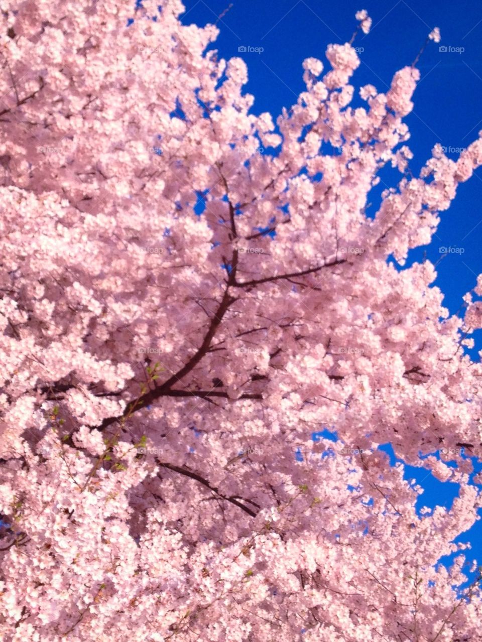 Cherry blossoms 2014 8