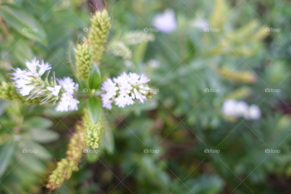 Small white and purple fancy flowers in the garden.