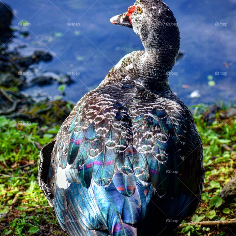 Iridescent feather on this duck by the water at Wailoa River State Park in Hilo, Hawaii.