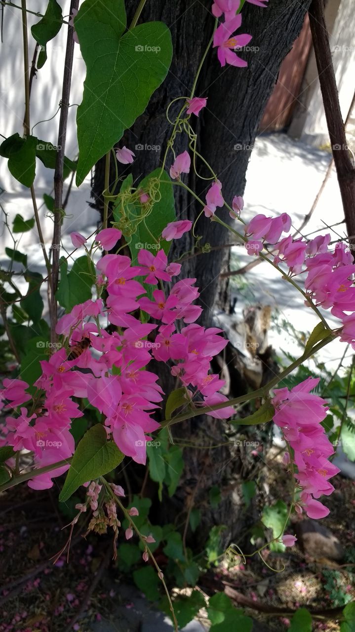 Bellas flores adornando un árbol de mezquite, el se siente único por estar tan bellamente adornado