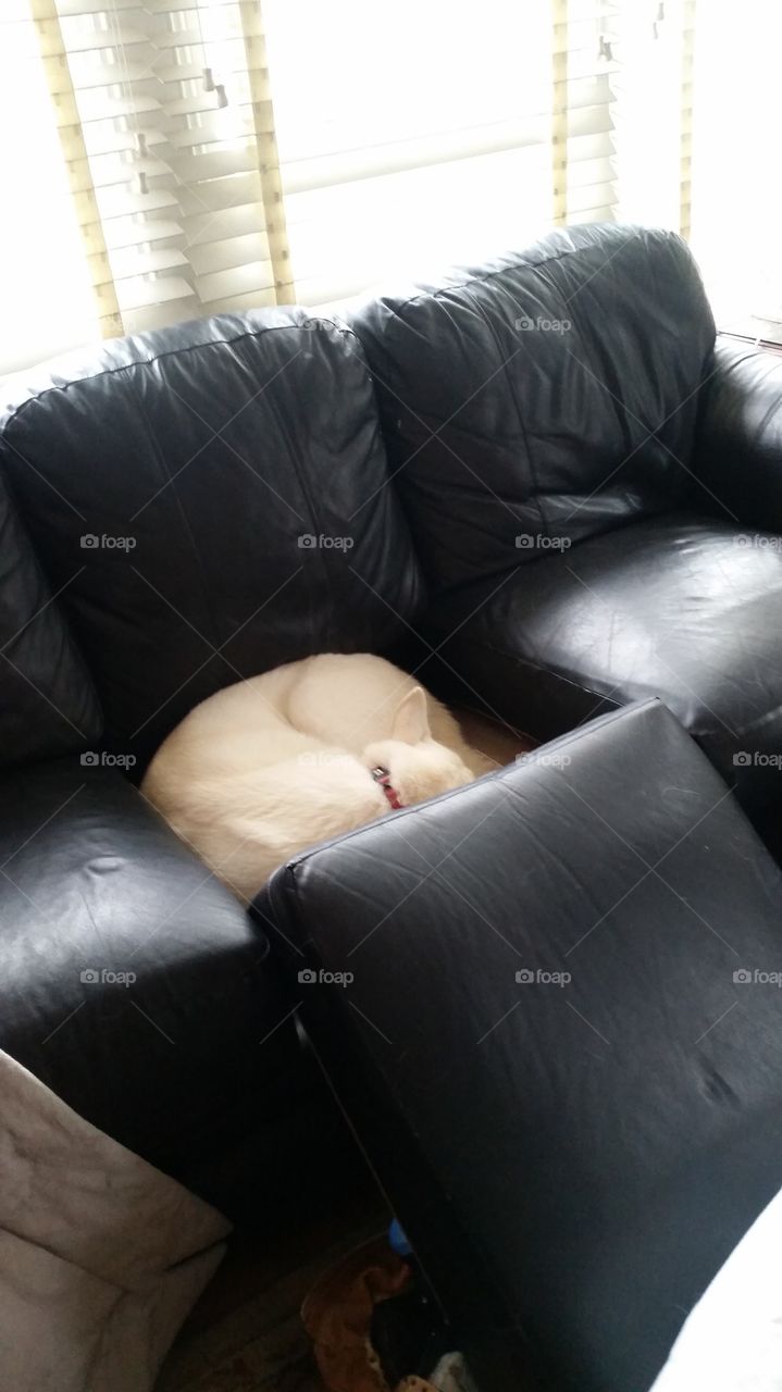 Dog in Couch
