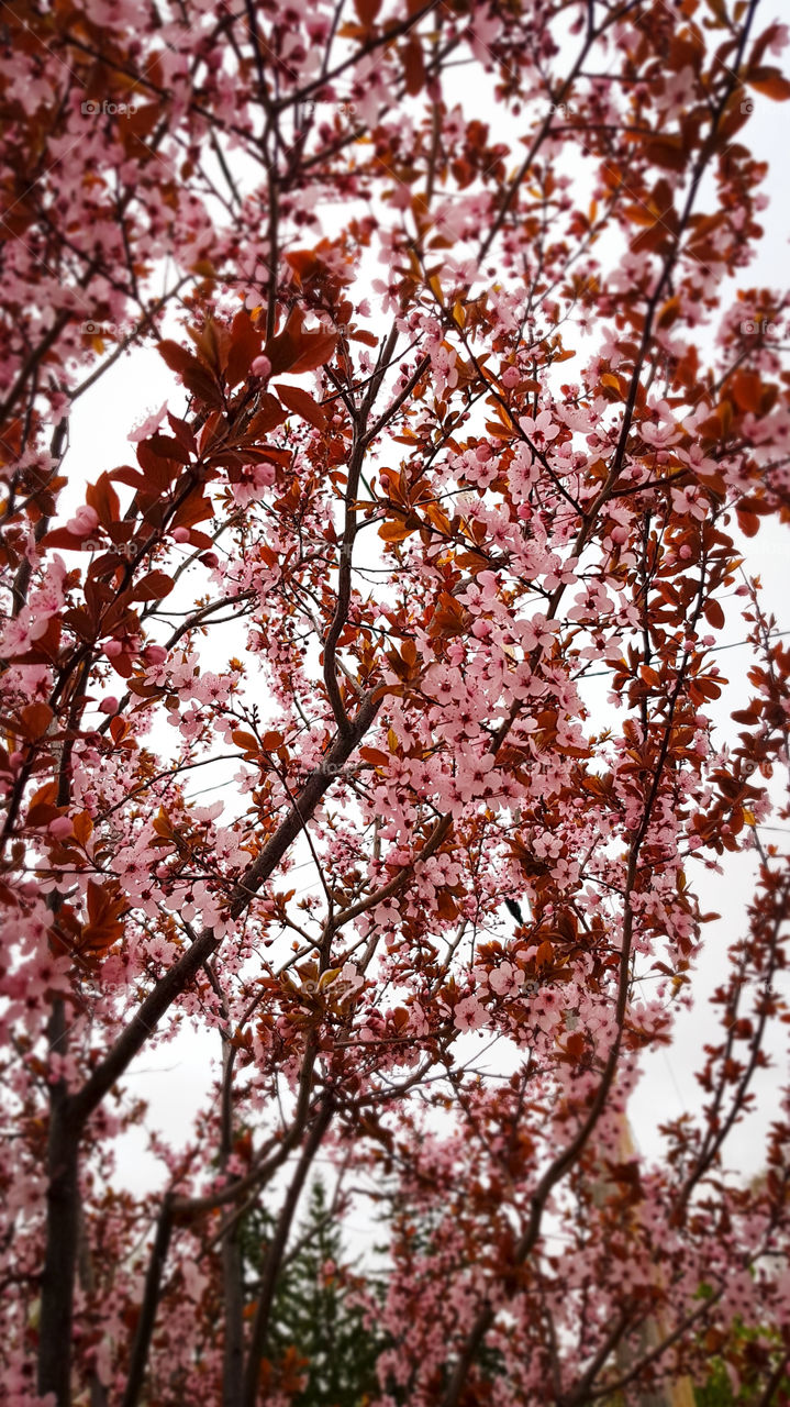 Cherry tree in bloom