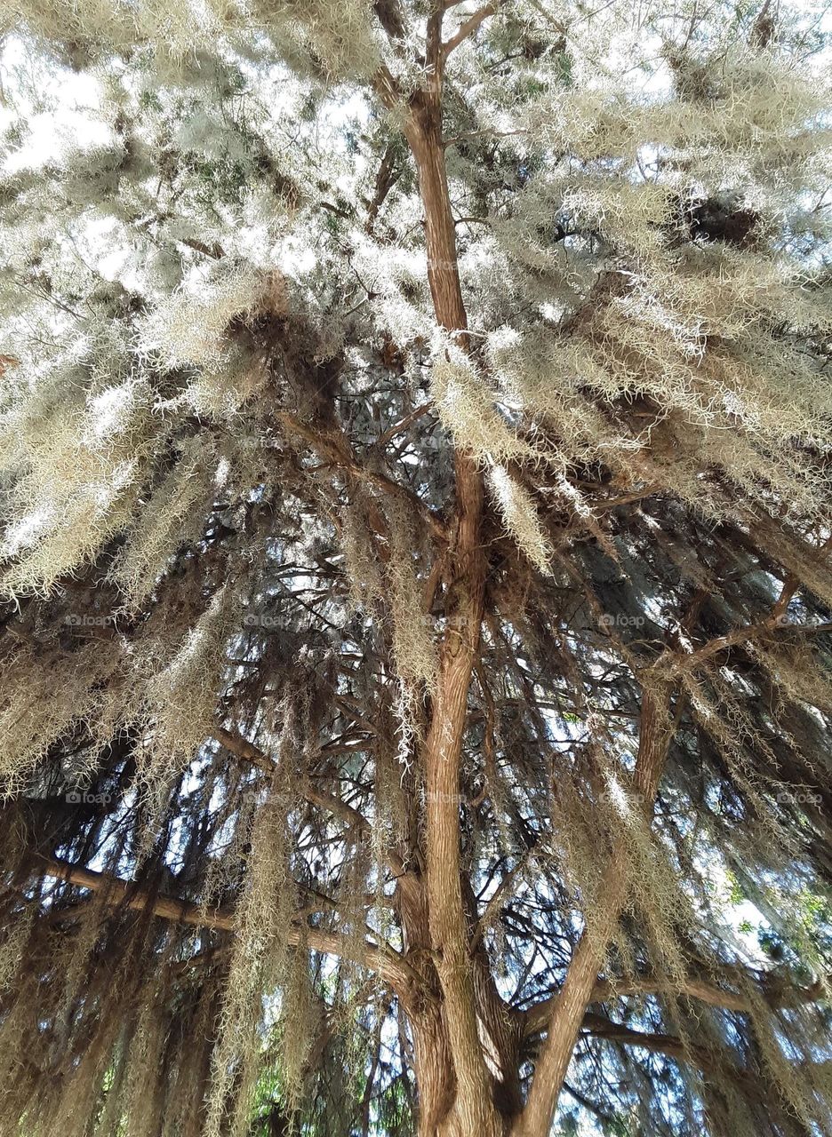 Moss hanging from a tree