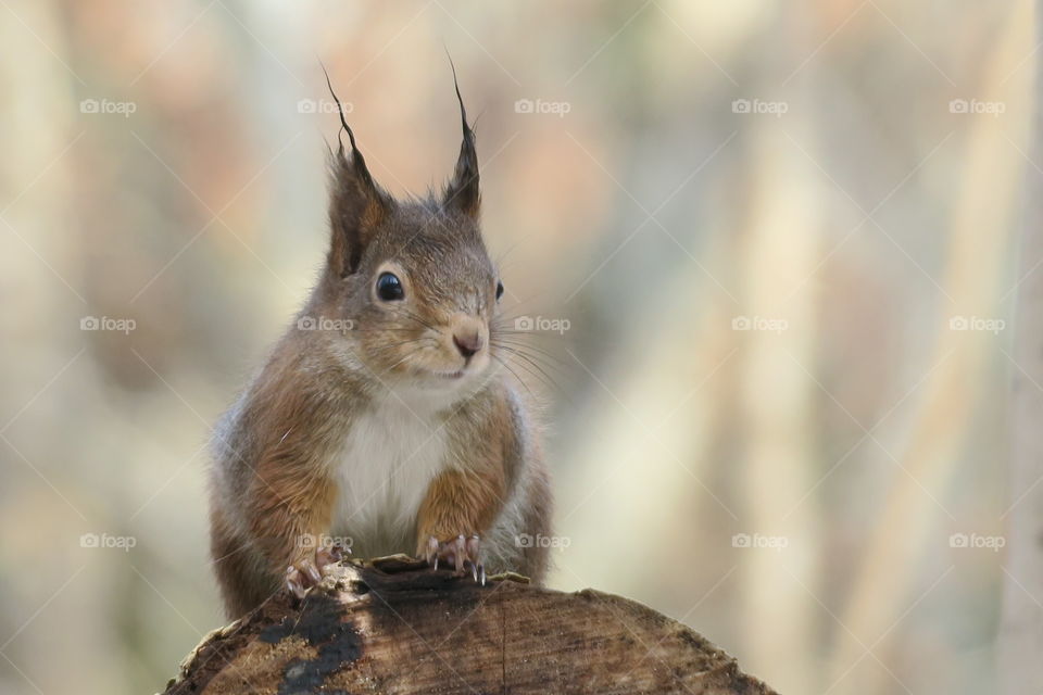 Squirrel