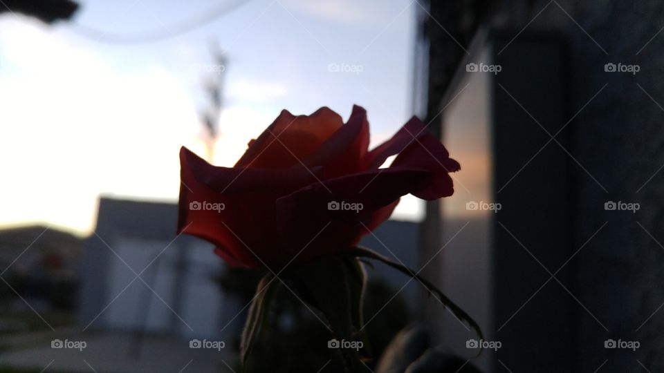 Rose Against a blurred background