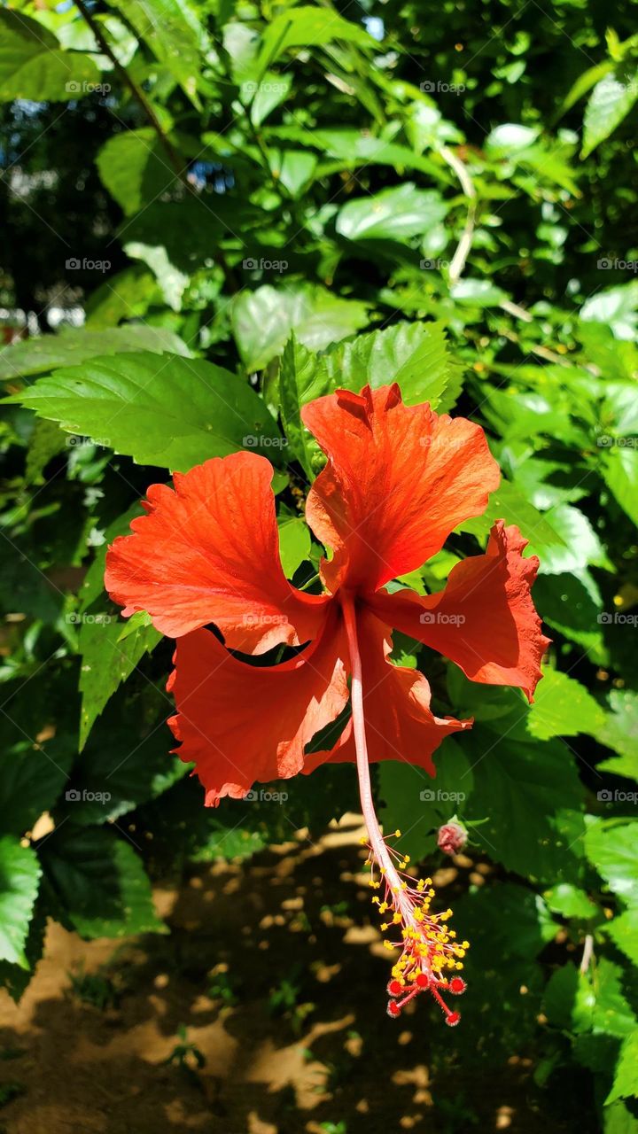 hibiscus