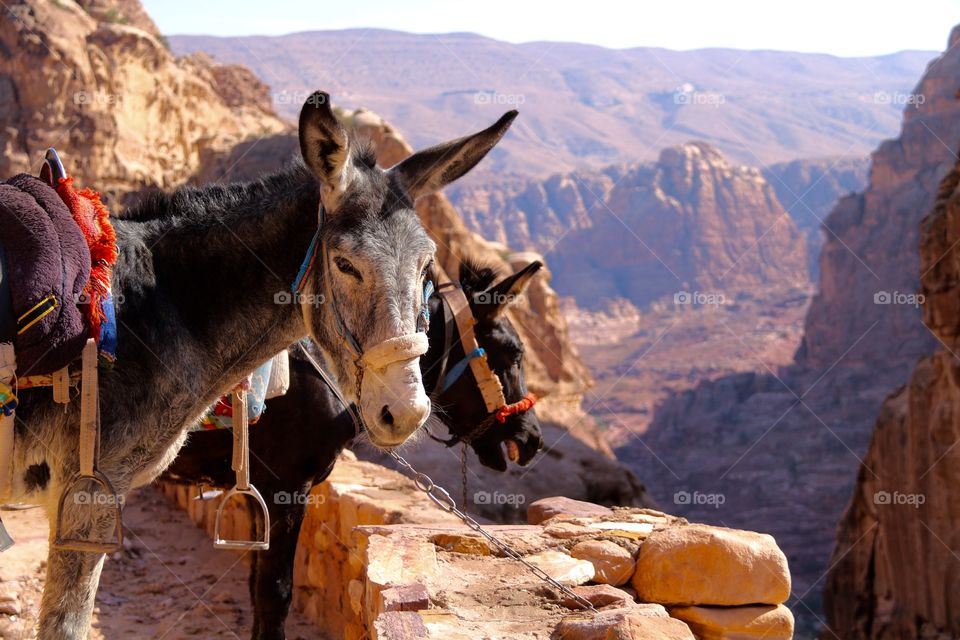 Donkeys at Petra