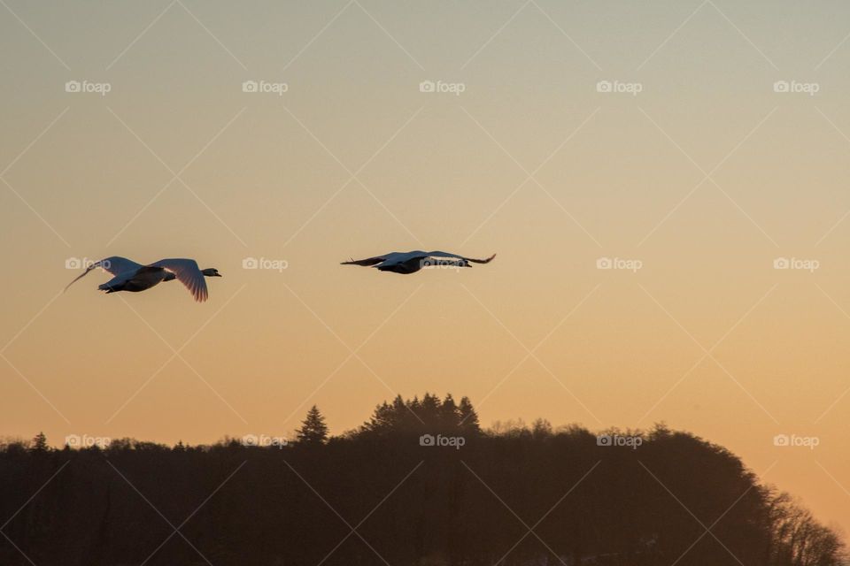 Two Swans Flying towards the Rising Sun