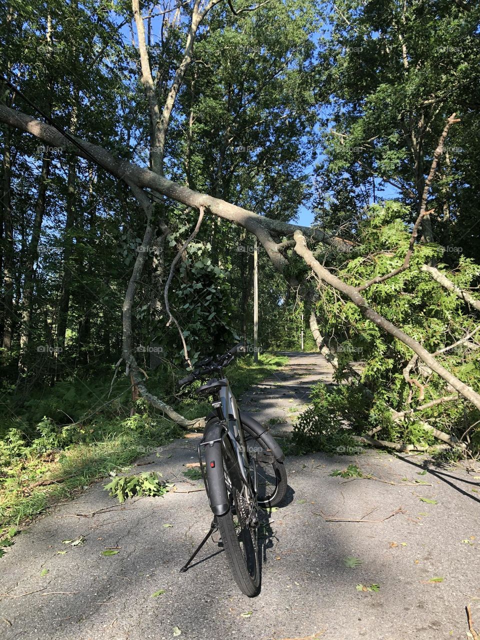 Bicycle fallen tree