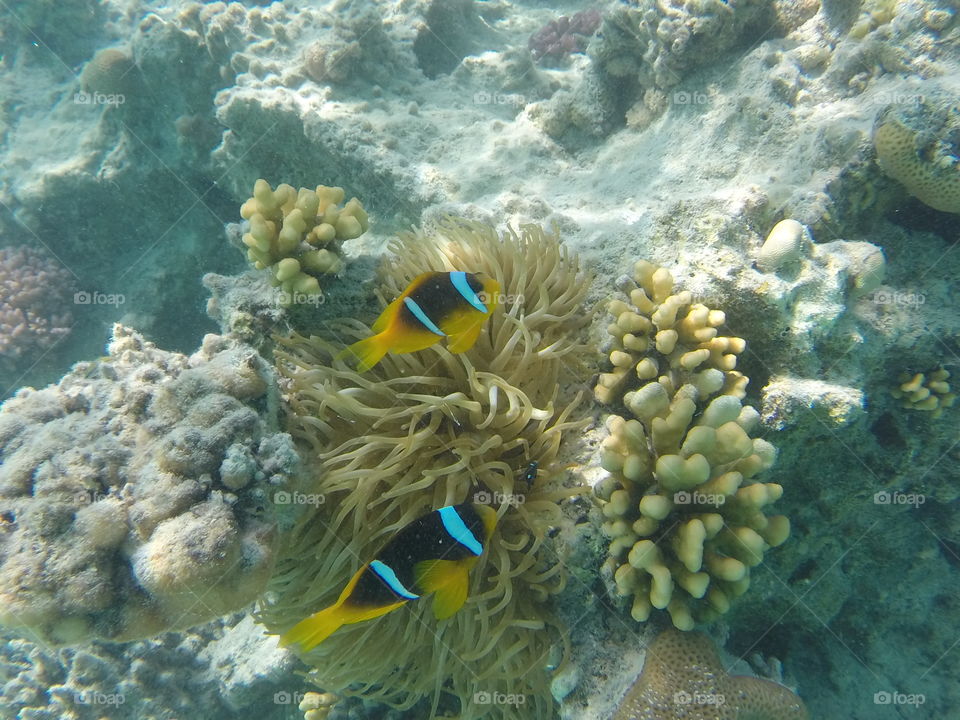 Found Nemo. Taken on snorkel trip in Hurghada Egypt.