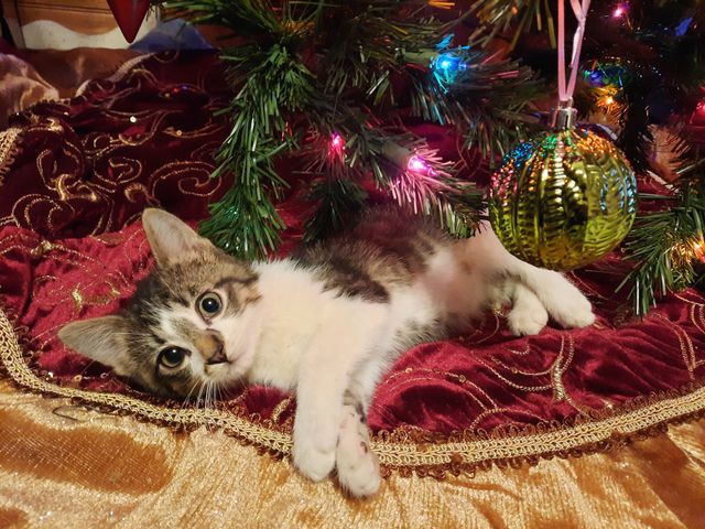 Relaxing under the tree
