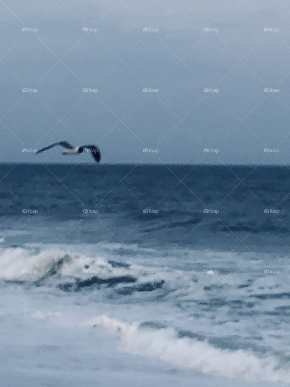 Seagull over ocean 