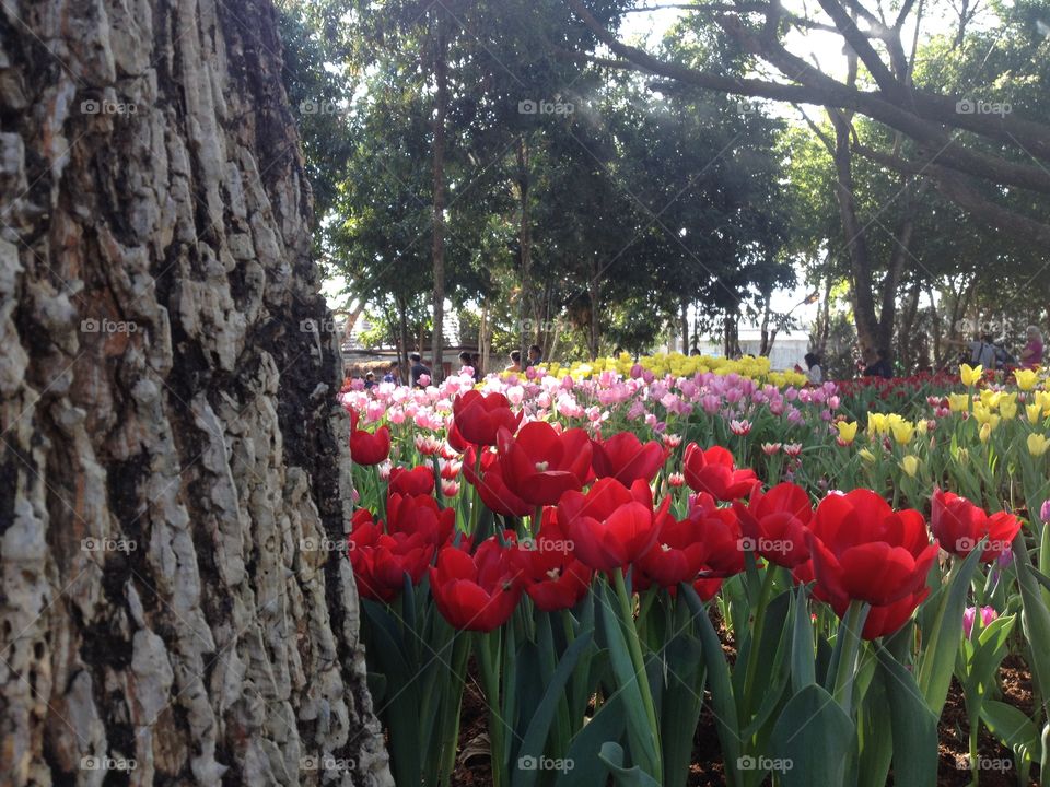 red tulip