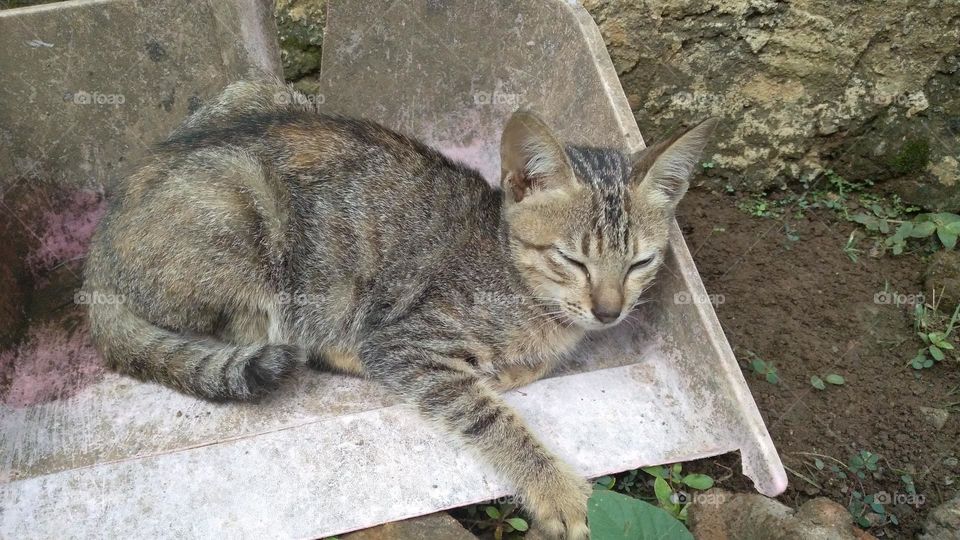 Cute kitten in the garbage shovel