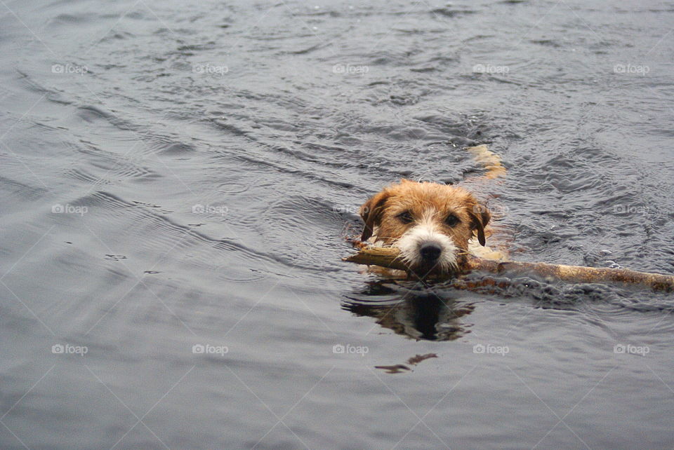 Dog fetching sticks in the lake