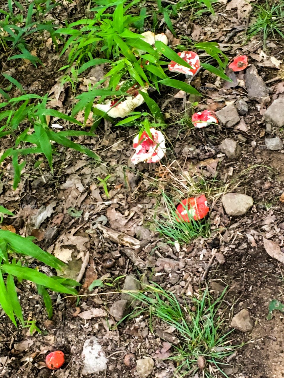 Summer Red Mushrooms 