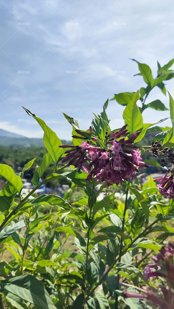 bunga di sinari mentari