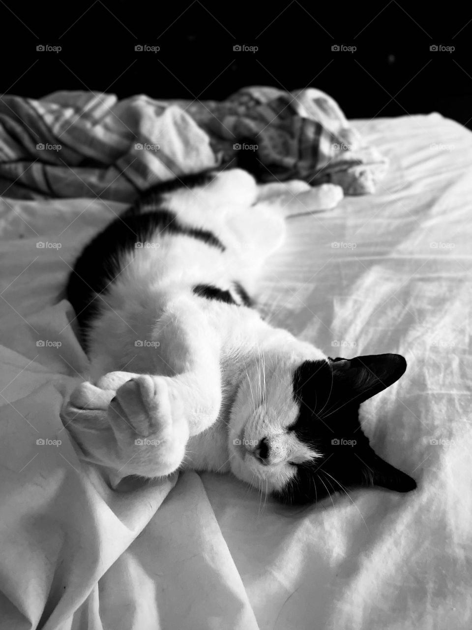 Black and white cat stretched out and posed whilst napping on a bed. Facing camera