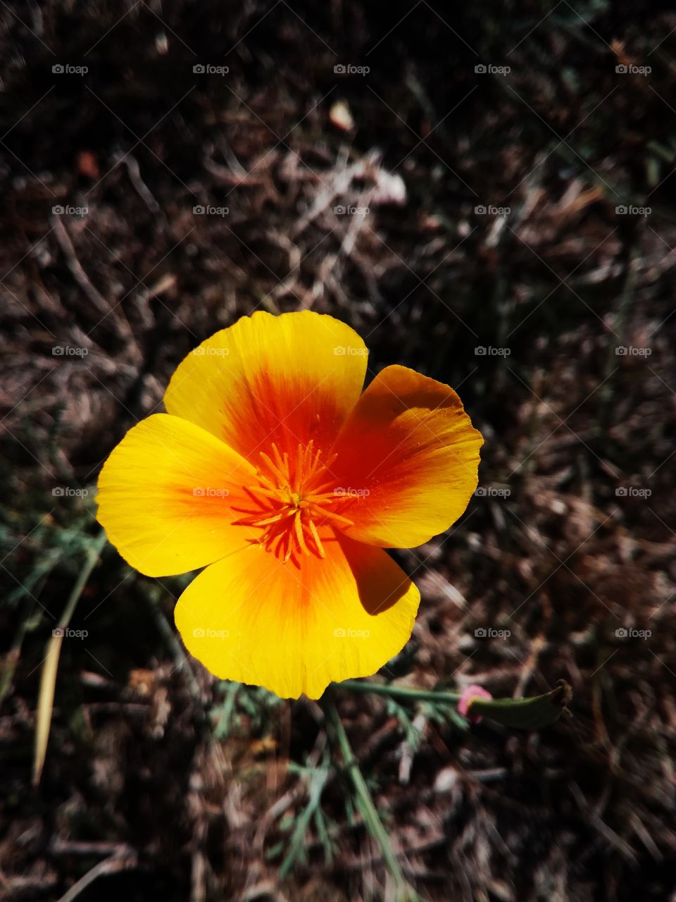 coquelicot, fleur, jaune, yellow