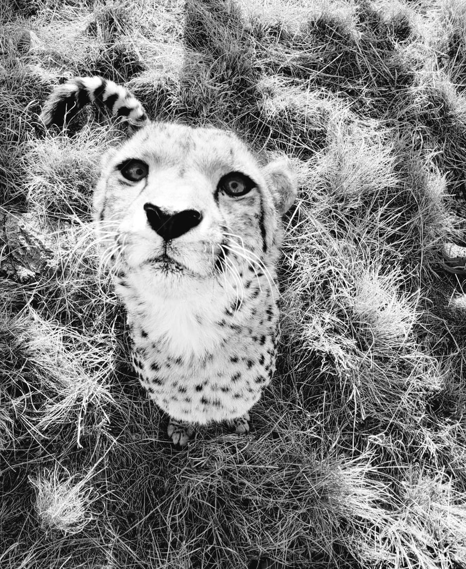 B&W cheeta