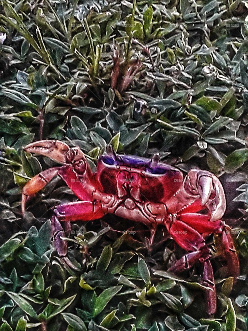 Florida land crab