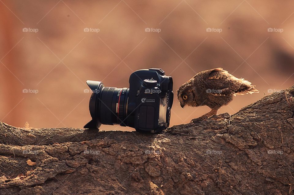 The owl is trying to visualize from the camera