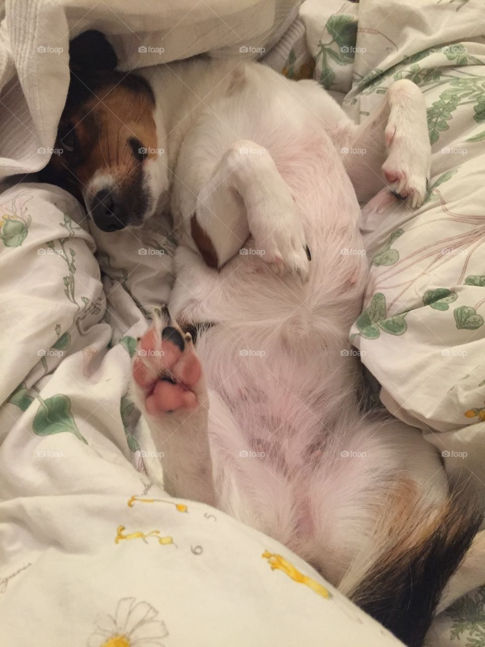 Sleep, People, Bed, Dog, Cute