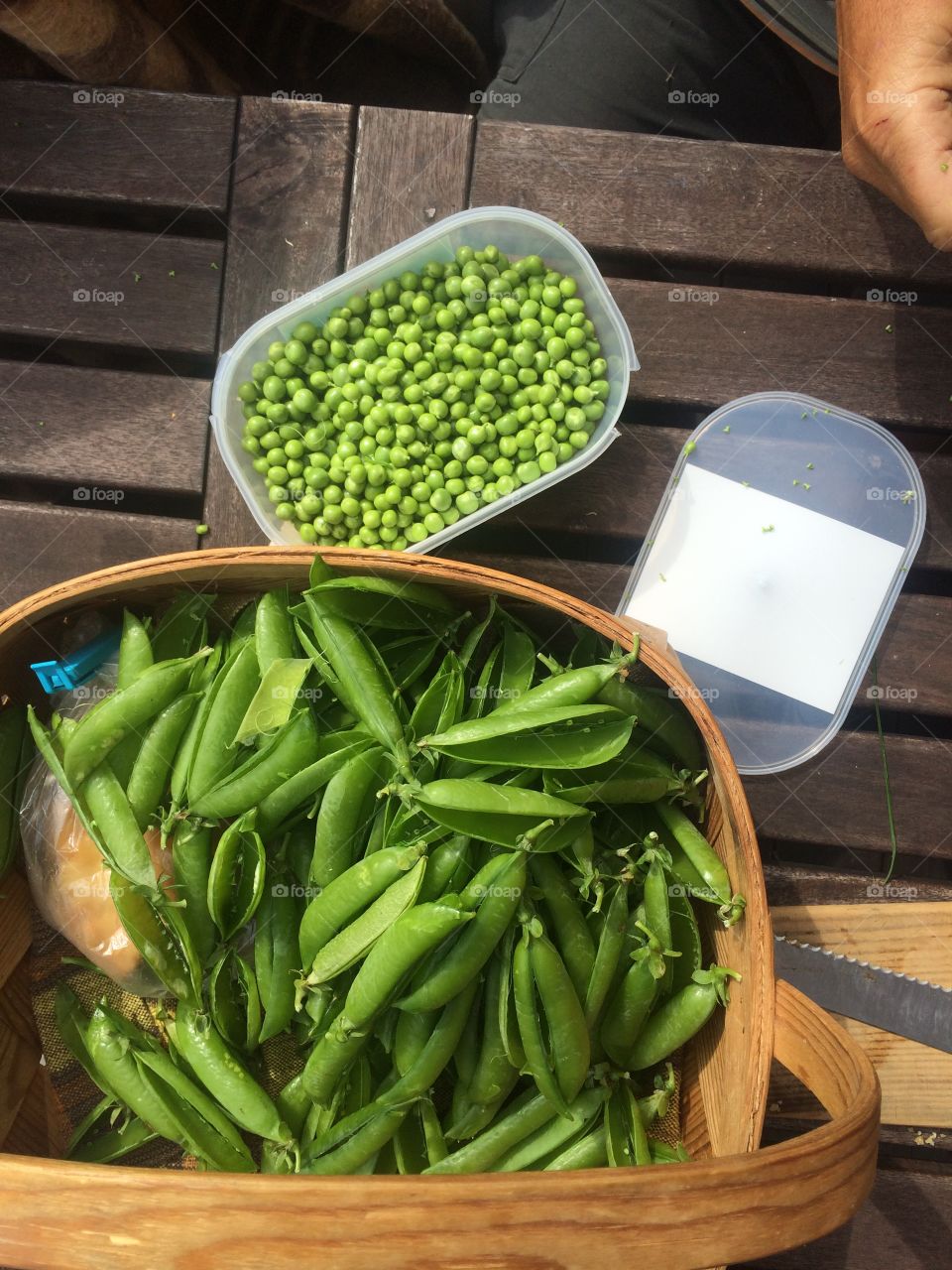 Local organic harvest of green peas