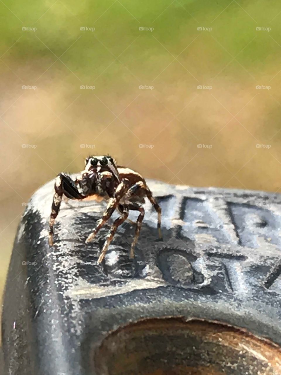 When I zoomed in on this itty bitty spider I saw it was looking right back at me