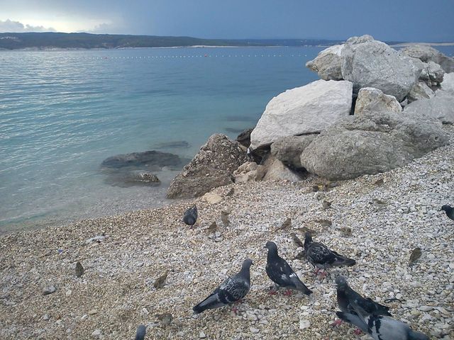 birds