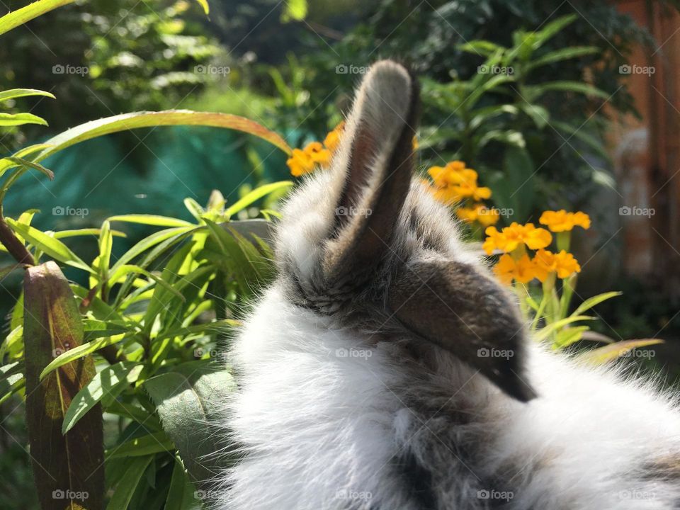 Nice rabbit 