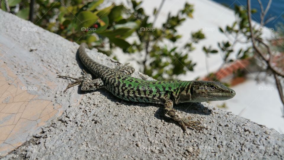 little green lizard. took this photo in amalfi coast. Italy
