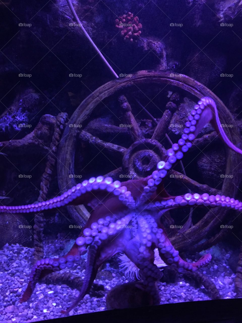 Gigantic octopus 
