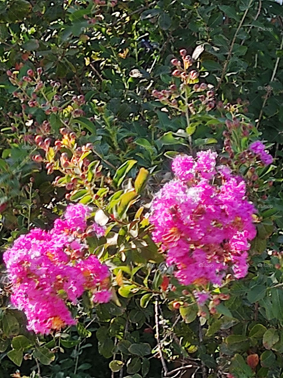 true nature, flowers