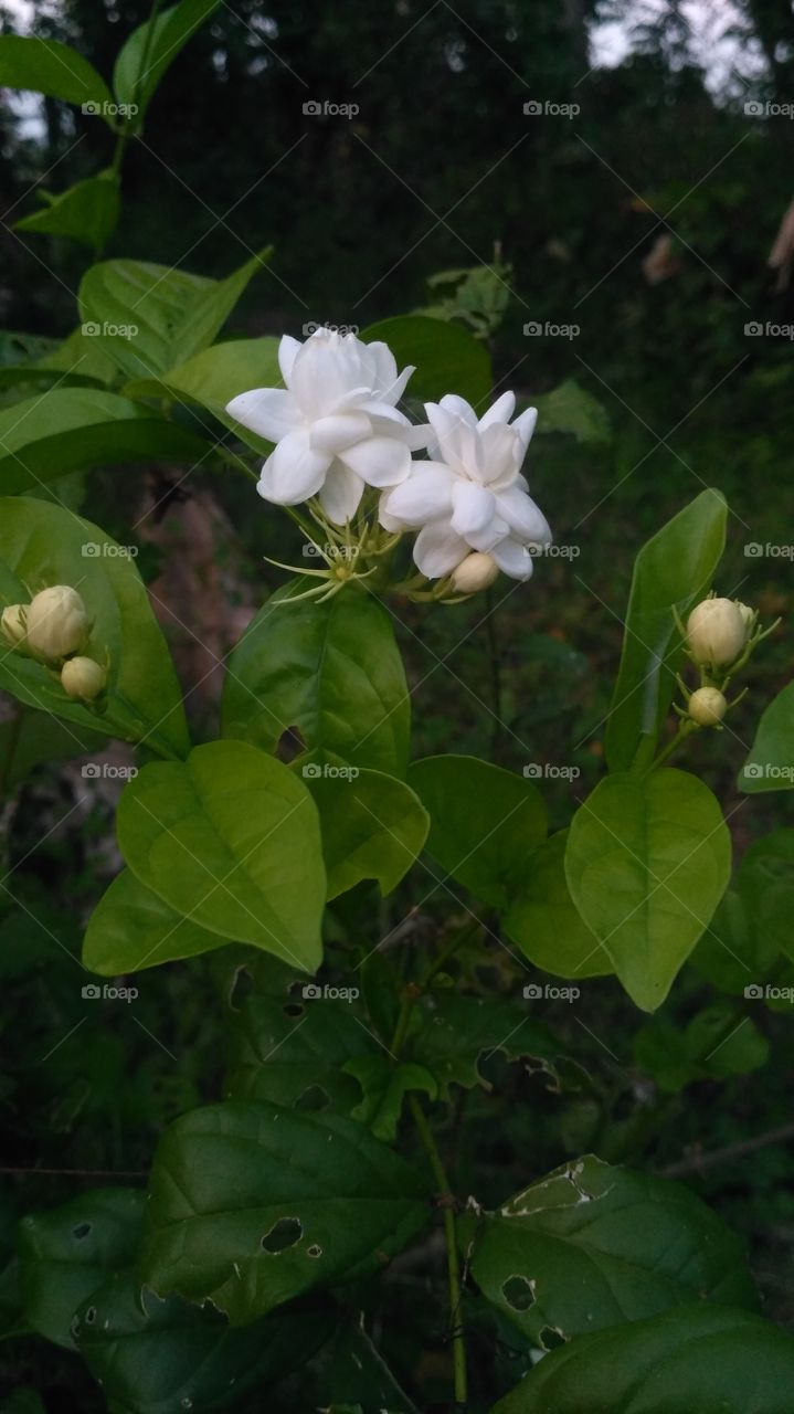 Jasminum sambac is a small shrub or vine growing up to 0.5 to 3 m in height. It is widely cultivated for its attractive and sweetly fragrantflowers. The flowers may be used as a fragrant ingredient in perfumes and jasmine tea.