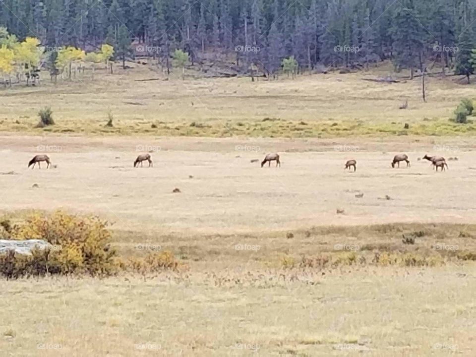 Elk in the meadow