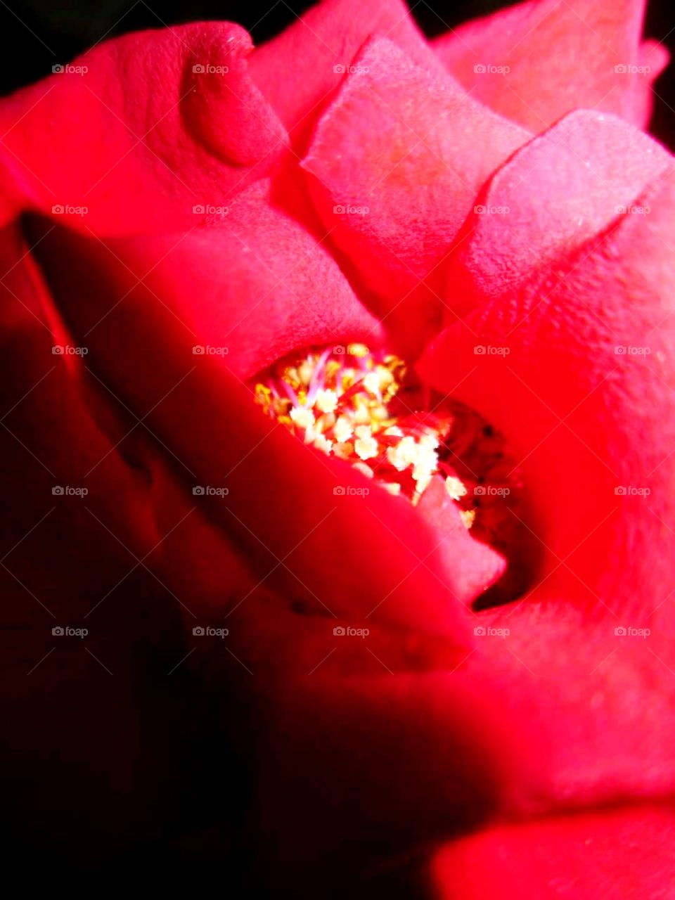 beautiful red roses are blooming in the garden