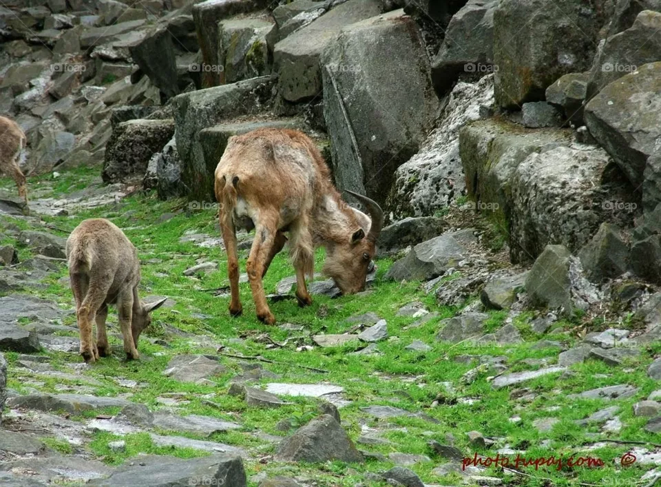 goats